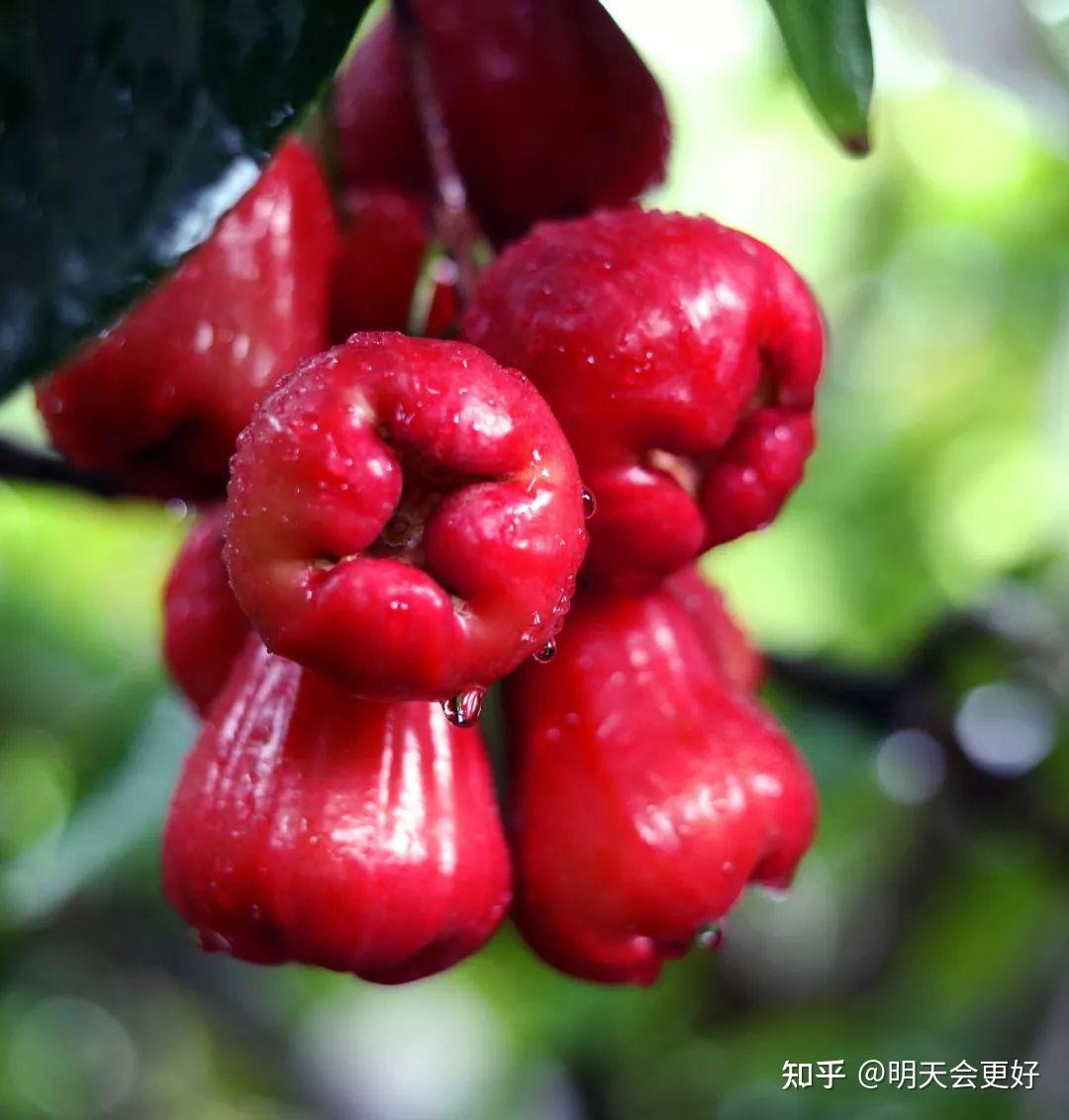 著名的台湾热带水果------连雾使用植物非试管高效快繁技术快繁连雾 - 知乎