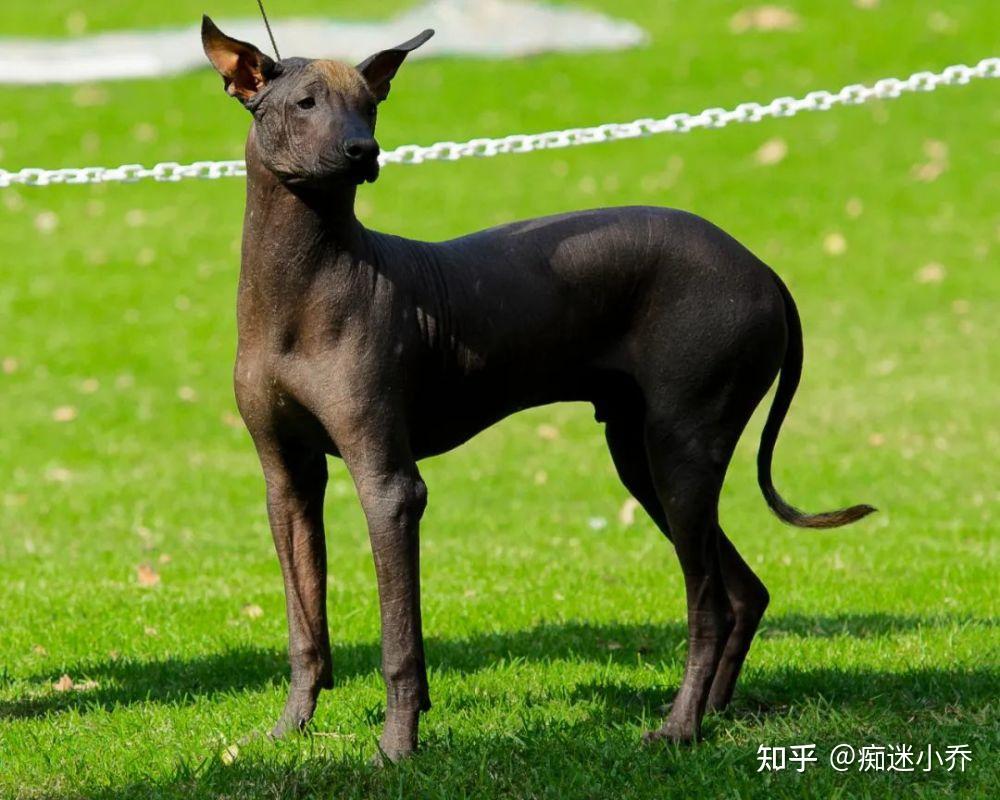 都不需要像普通狗狗那样经常洗澡,对于无毛品种更是连日常梳毛的步骤