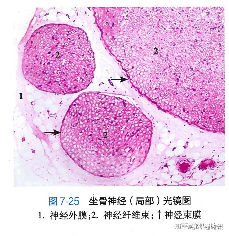 基本组织 — 神经组织知识分享 - 知乎