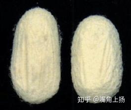 蚕茧分类有哪些?好蚕茧成就好蚕丝被 - 知乎