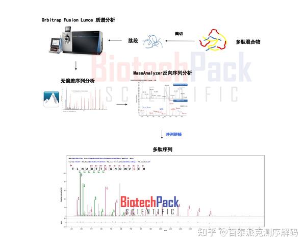 多肽的从头测序：还原蛋白质序列的全貌 - 知乎