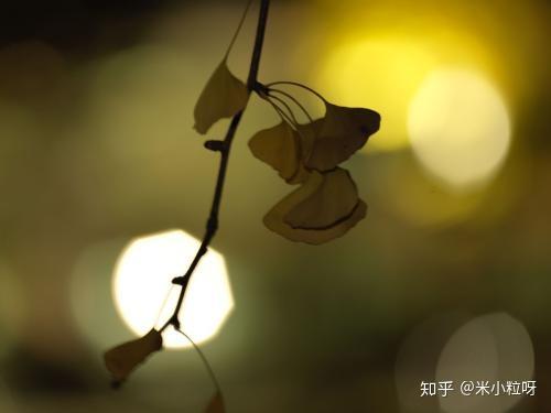 昨夜寒蛩不住鸣 寒蛩是什么意思 帮果网