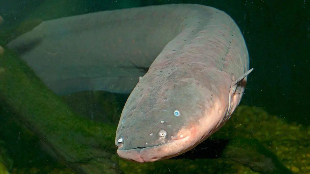 一条加拿大毒鳗,毒害中国女性 - 知乎