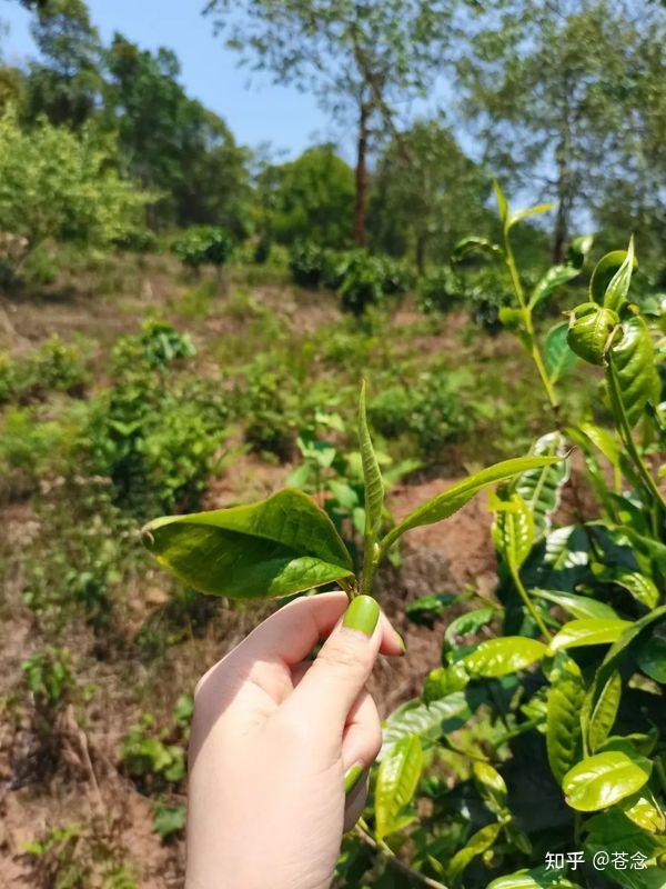 茶树种类 - 知乎