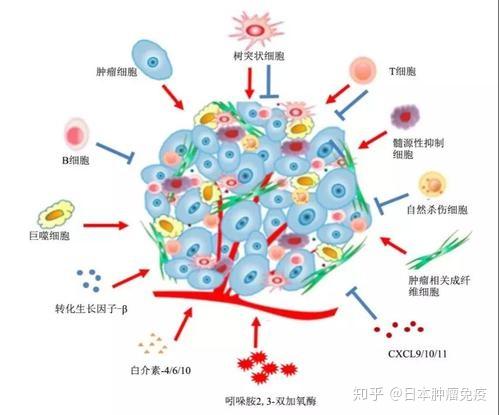 临床结果表明nkt细胞疗法具有抑制癌细胞转移功能