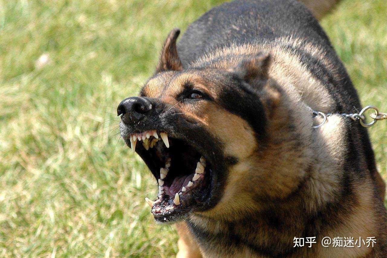 被狗狗咬了,要怎么办?十日观察法有用吗? - 知乎