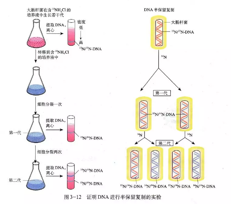 【教材精读】DNA的复制 - 知乎