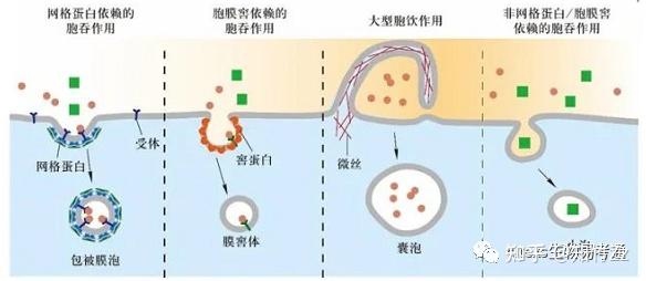 细胞生物学高频考点(十三)之胞吞作用内容及思维导图