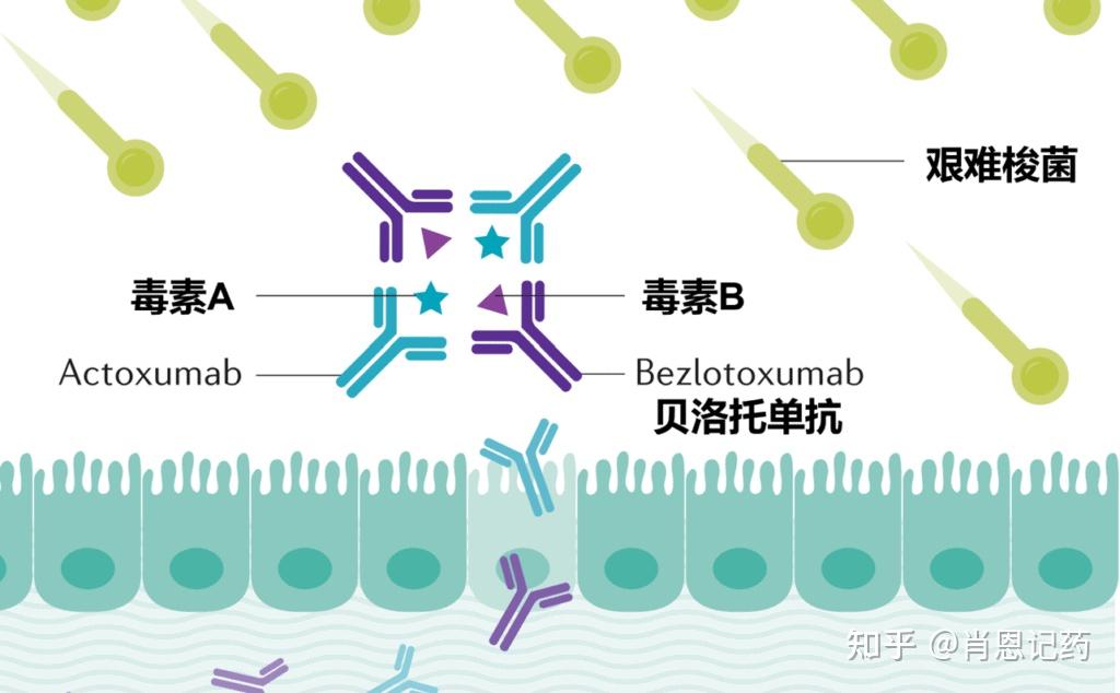 如何记住所有FDA批准生物药？| 中和艰难梭菌毒素B | Bezlotoxumab 贝洛托单抗 | 治疗艰难梭菌感染 - 知乎