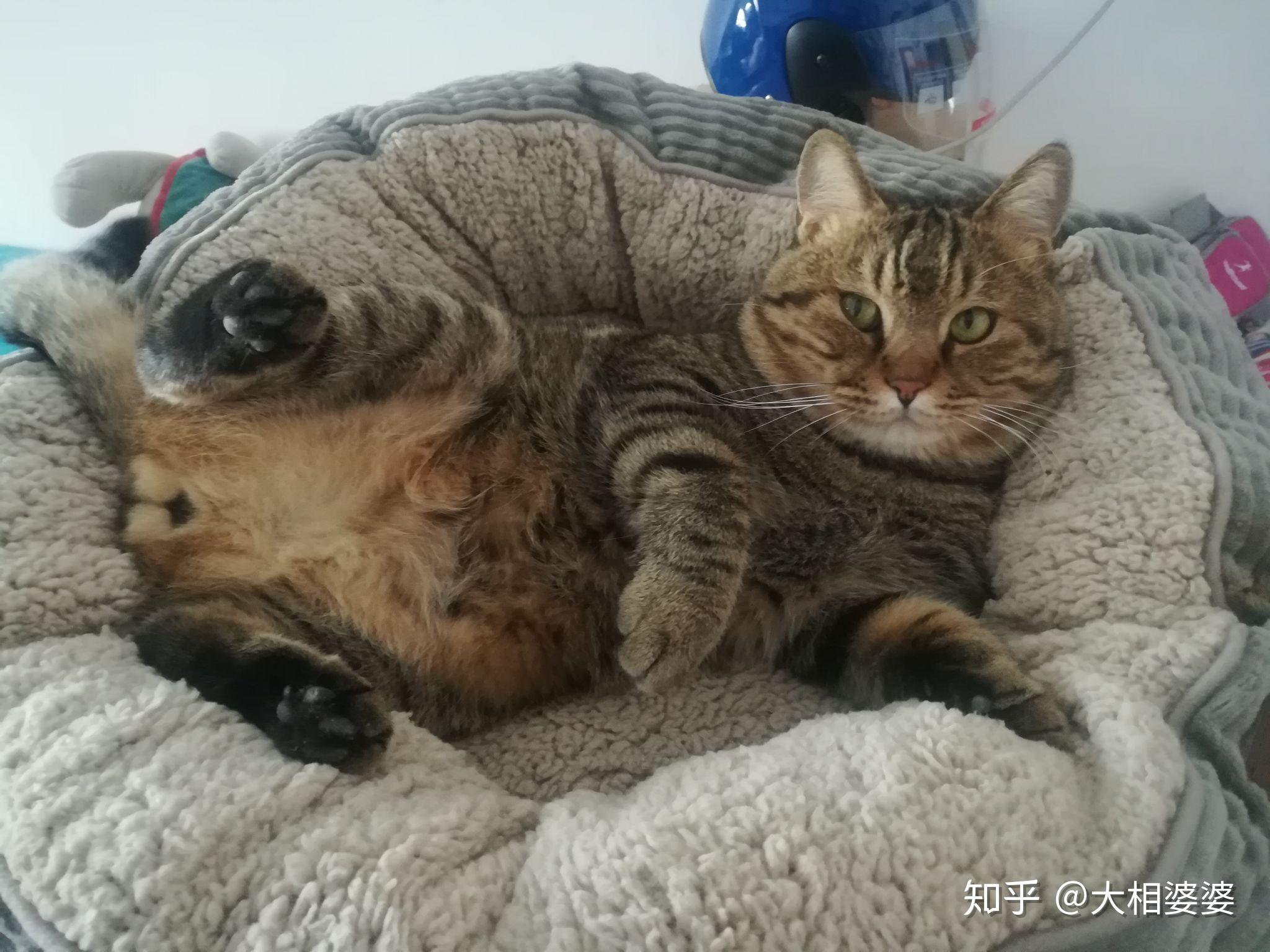 这到底是不是狸花猫百度百科说是四川简洲州猫