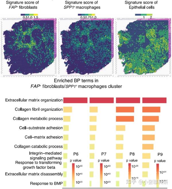 教科书式巨噬细胞与成纤维细胞的互作机制研究 - 知乎