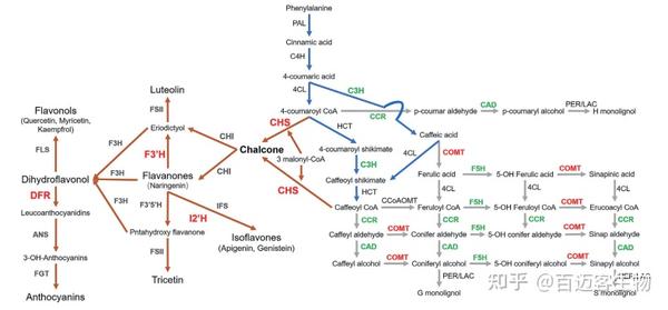基因组联合代谢组与转录组锁定关键通路--03 - 知乎