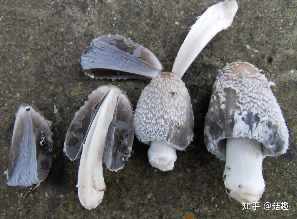 菇趣——小孢毛鬼伞