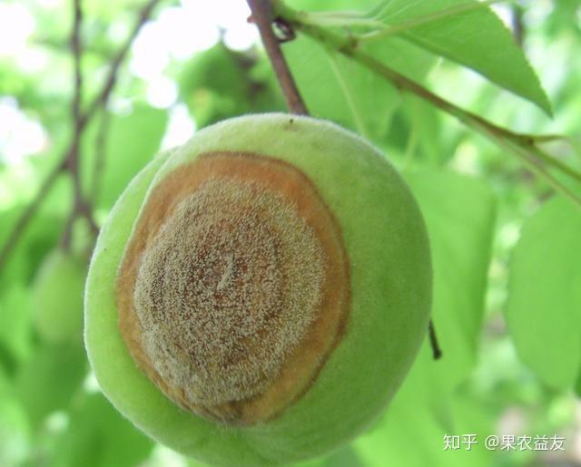 桃树褐腐病有何症状表现呈现何种规律又该采取何种方法防治