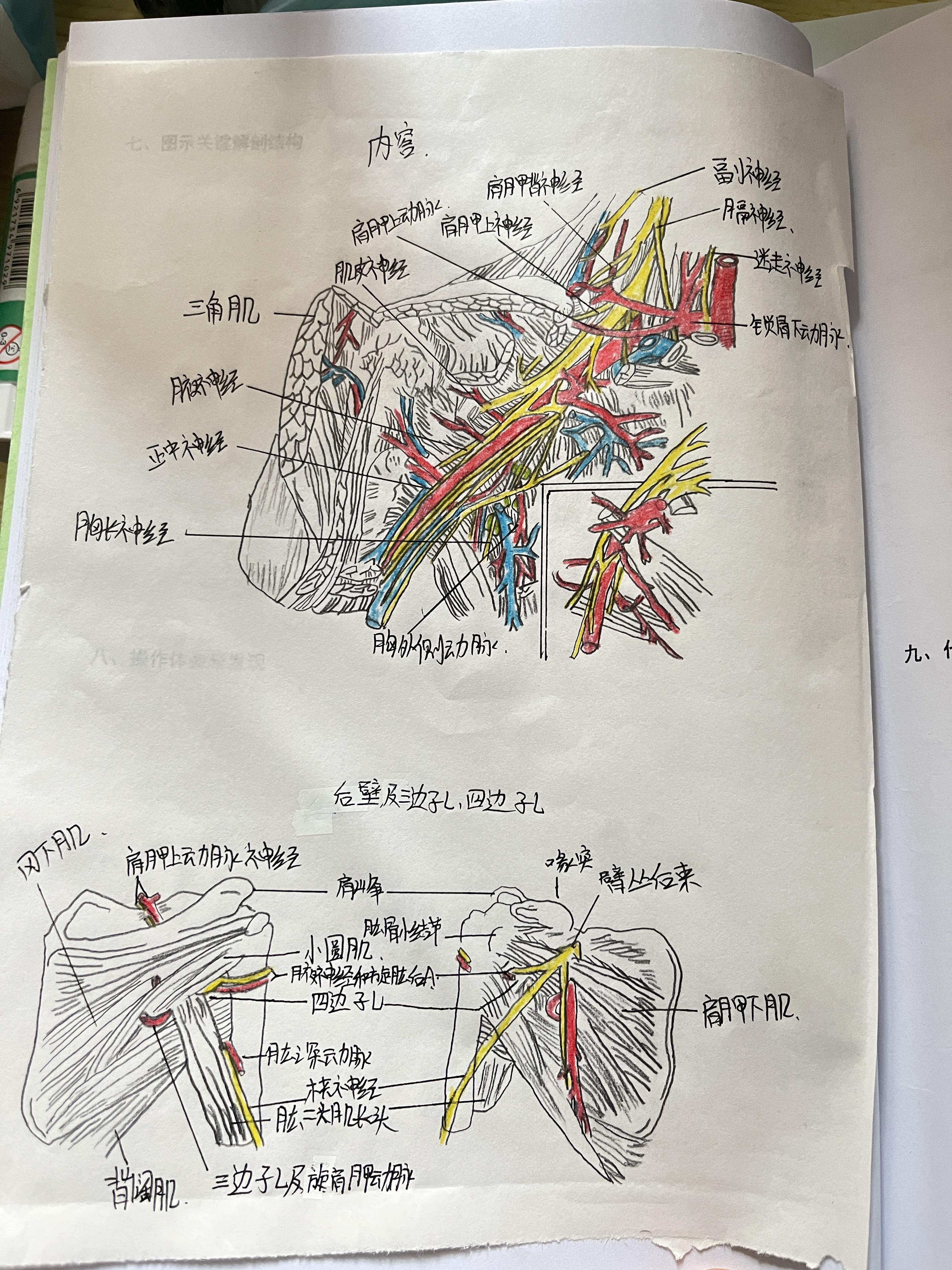 腋窝解剖图手绘图片