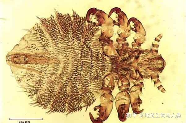 【动物界全系列】虱毛目—虱亚目(上) - 知乎