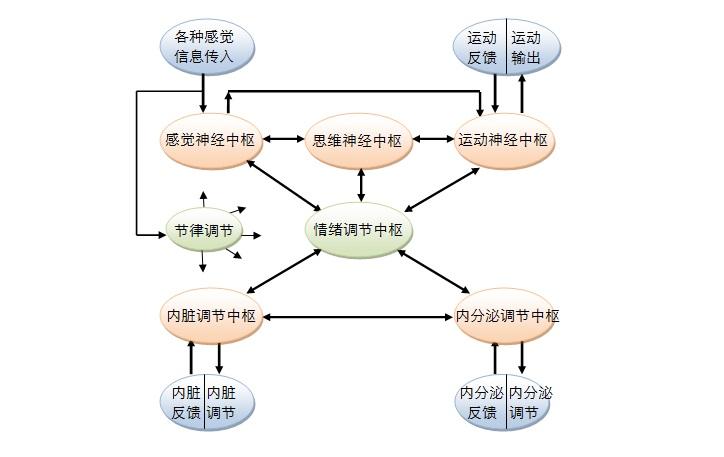 人脑工作机制 00 目录 知乎