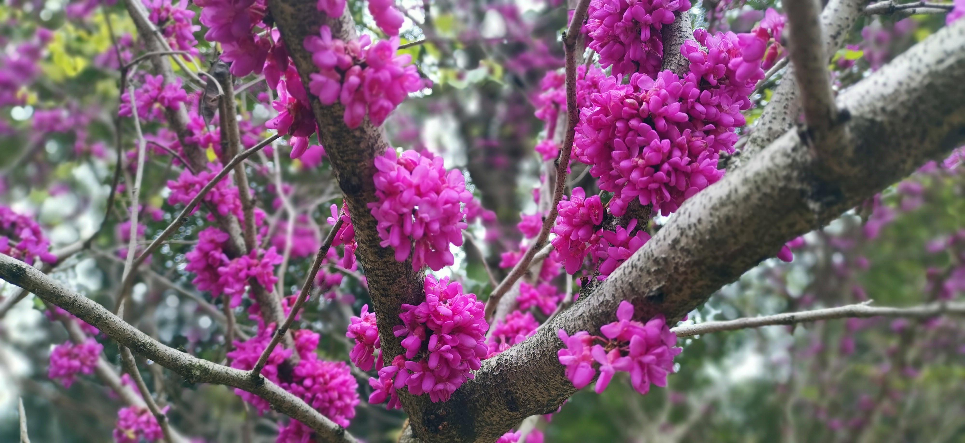 吉安视觉巨紫荆花团锦簇紫蝶般的艳丽花朵令人着迷