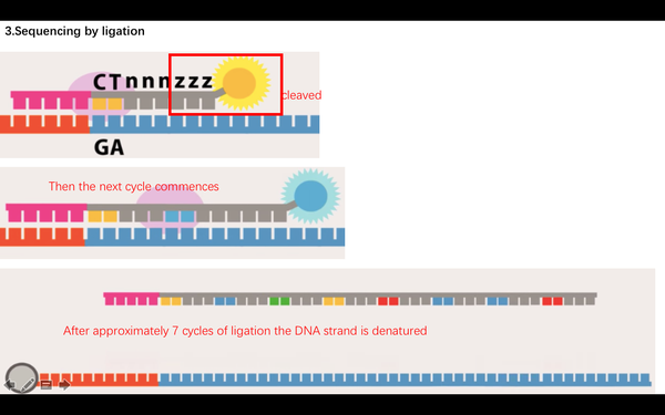 NGS- sequencing by ligation - 知乎