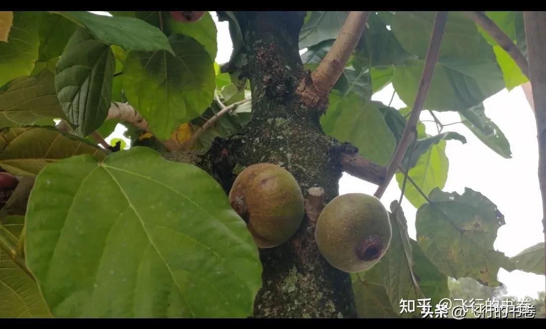 神秘的大果榕:世界上最大的无花果!你吃过吗 - 知乎