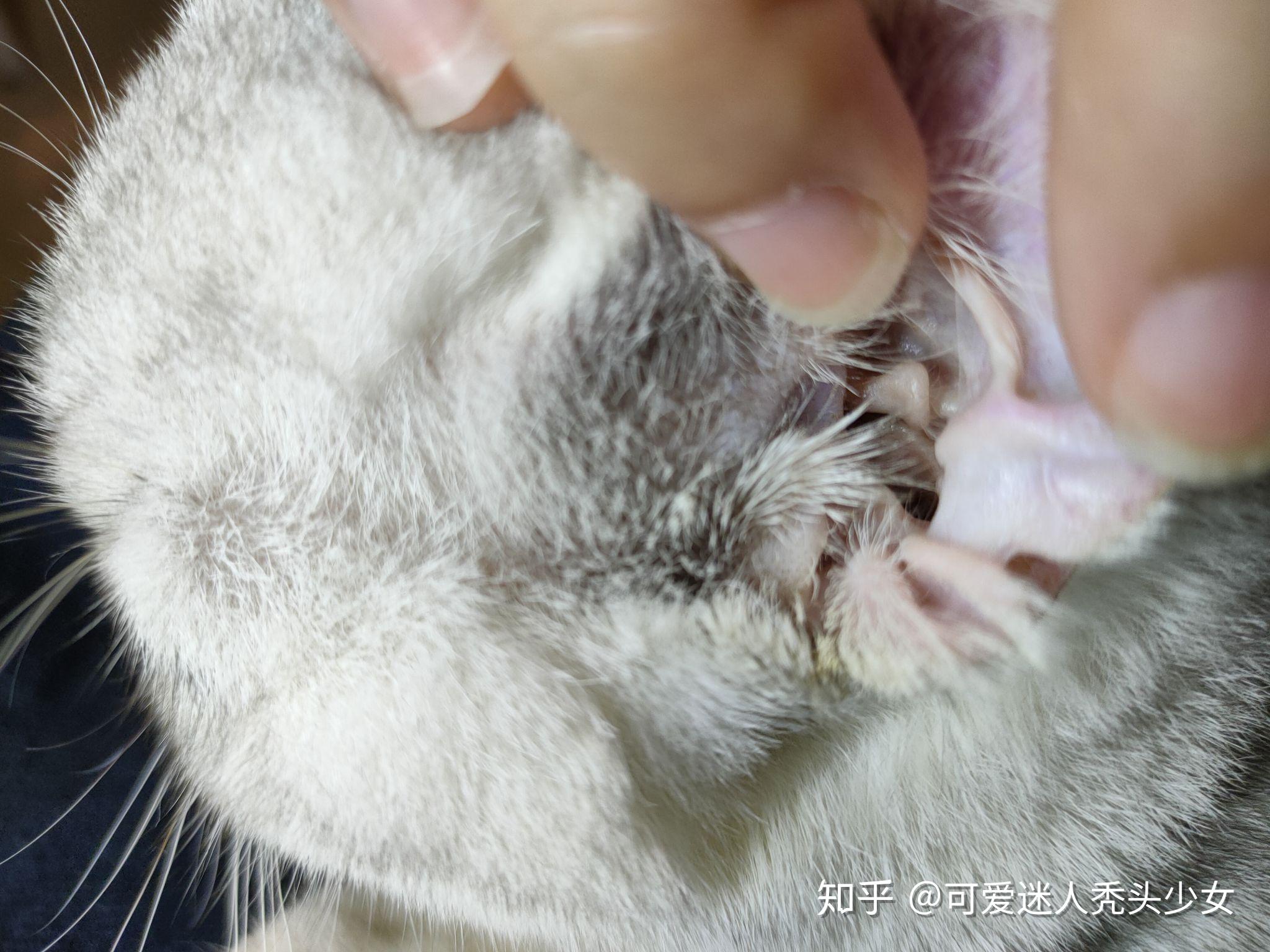 猫的耳朵需要定期清理吗？具体该怎样清洁呢？ - 知乎