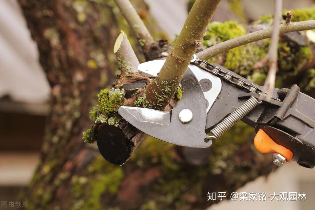 园林植物修剪后该如何处理？ - 知乎