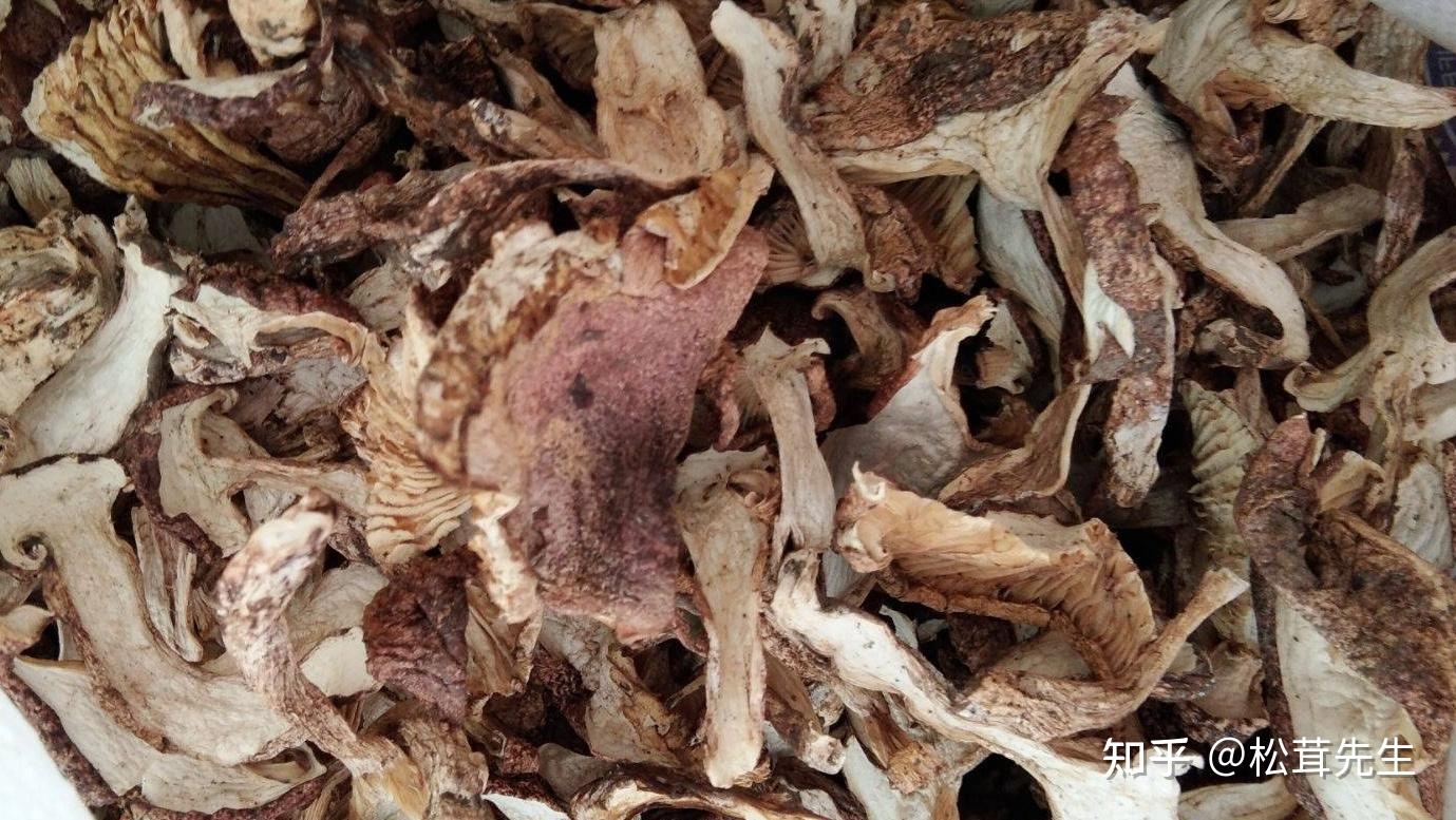 青杠菌(青冈菌)