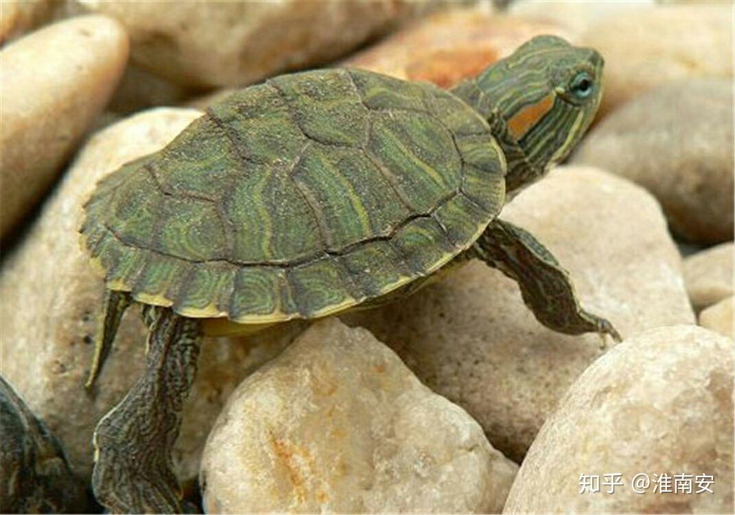 乌龟最多可以活多久?