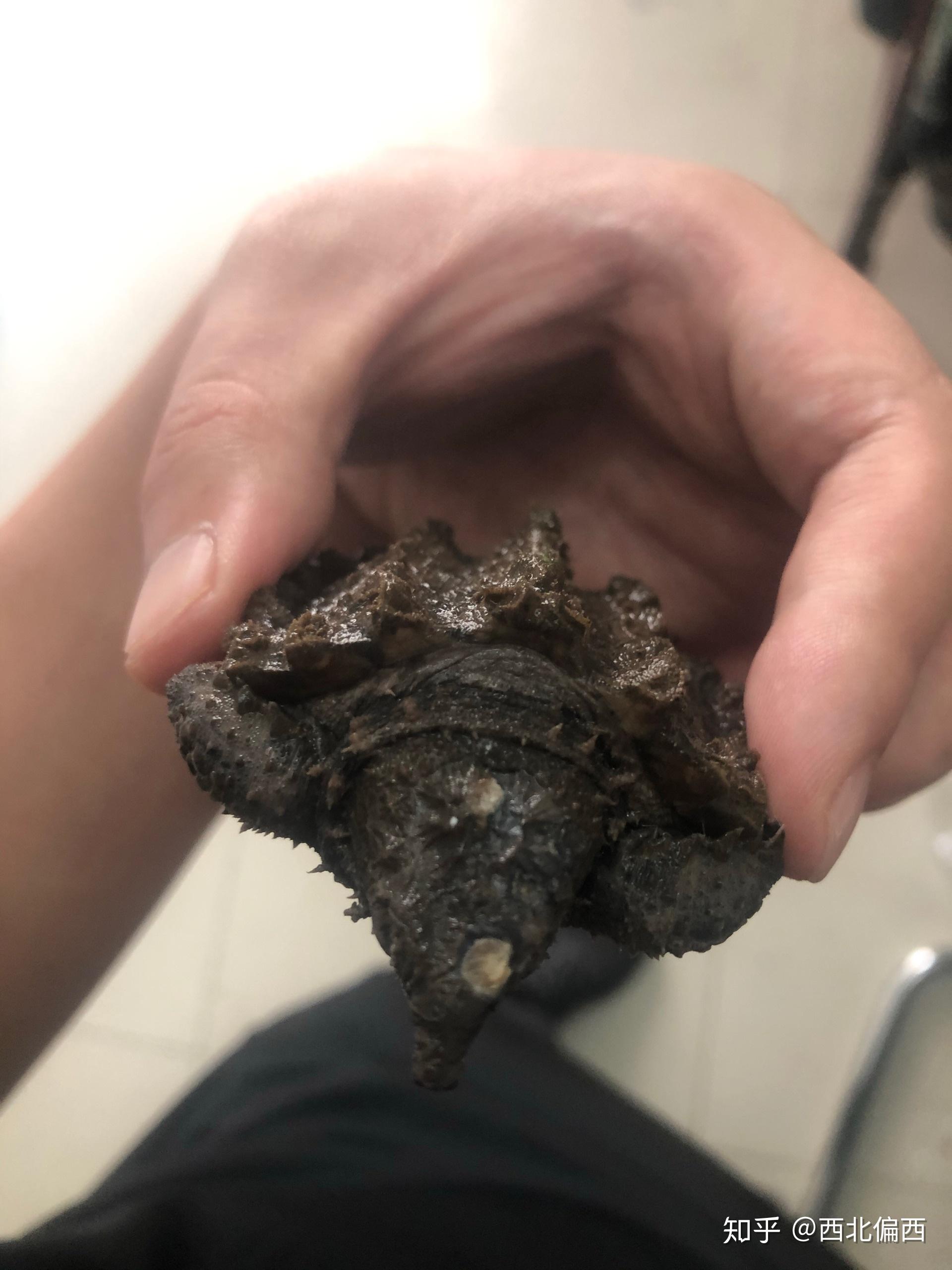 大鳄龟疥疮旁边白的挑不出来是骨头吗