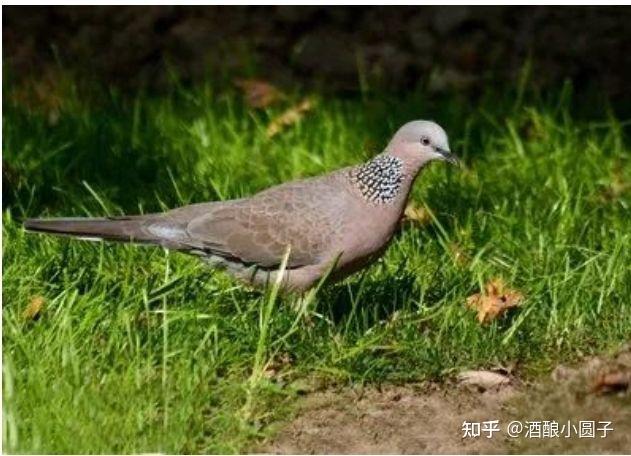 鳩鴿科,斑鳩屬(啊看清楚了,不是鴿屬)(生物的等級劃分:界門綱目科屬種