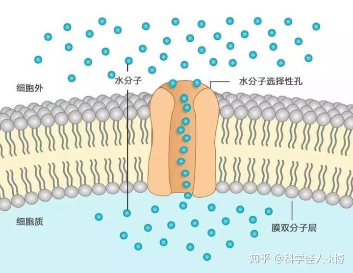 对了,靠的就是水通道蛋白这个背后大佬