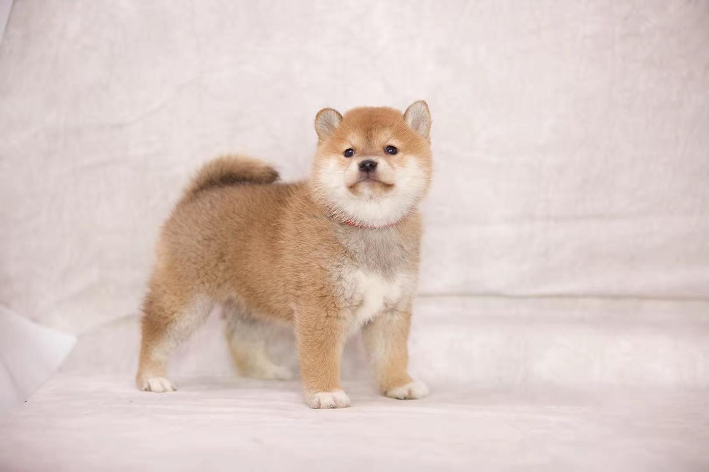 柴犬聪明吗 怎么训练一些简单技巧 知乎