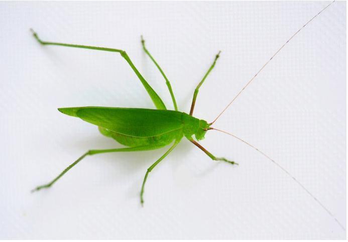 种,体长在40毫米左右,身体多为草绿色,也有的是灰色或深灰色,覆翅膜质