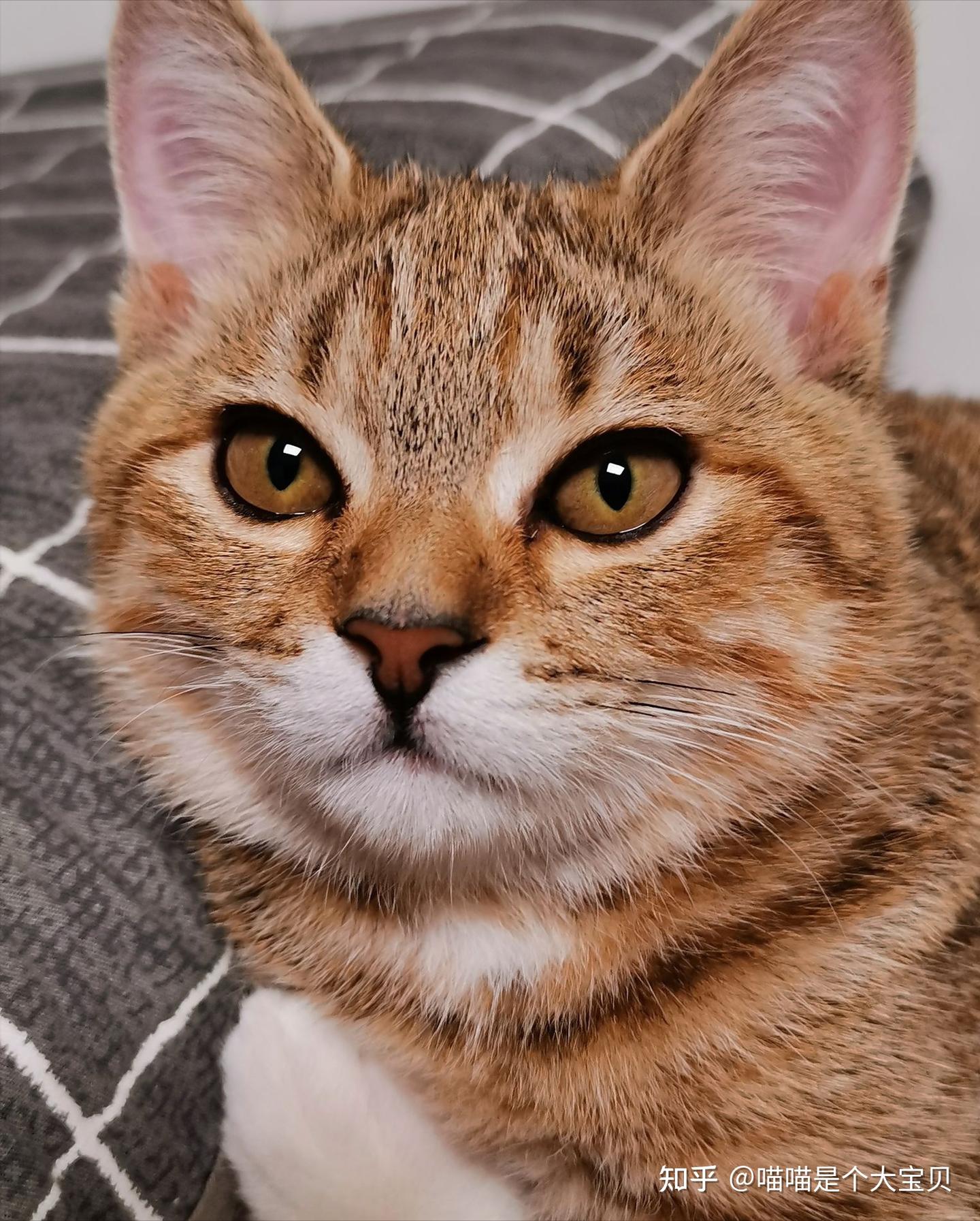 美短猫”和“狸花猫”傻傻分不清？这几点带你迅速辨别- 知乎