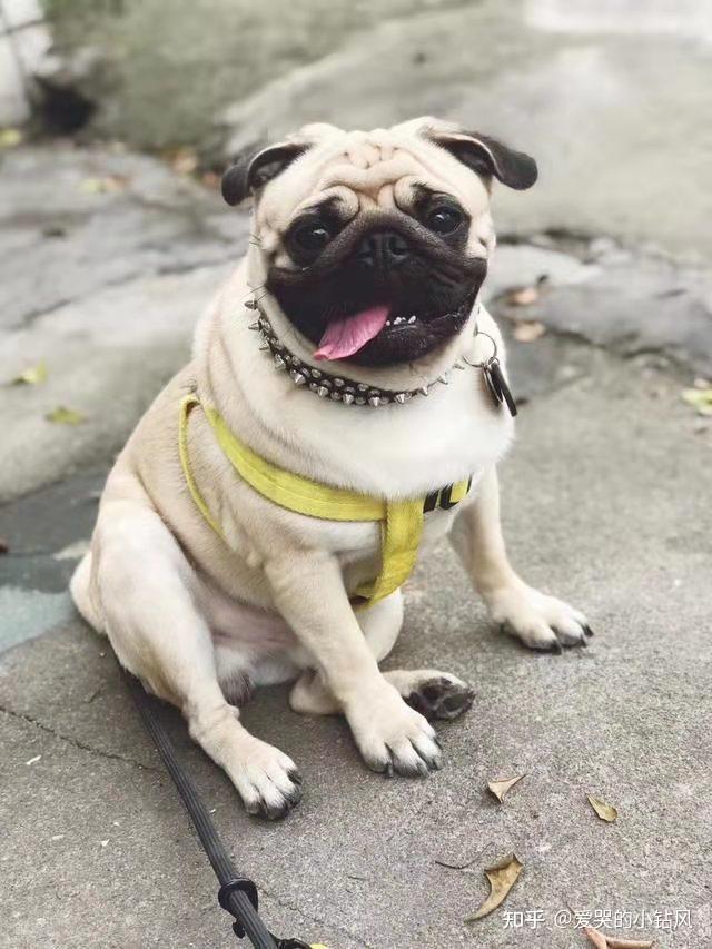 巴哥犬pug