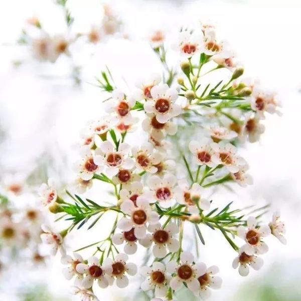 来自澳洲的小清新——澳州蜡花