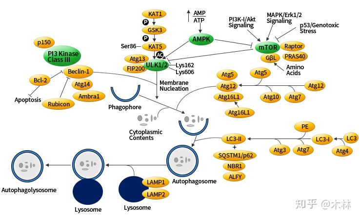 医学科研实验基础知识笔记（四）：细胞自噬研究策略 - 知乎