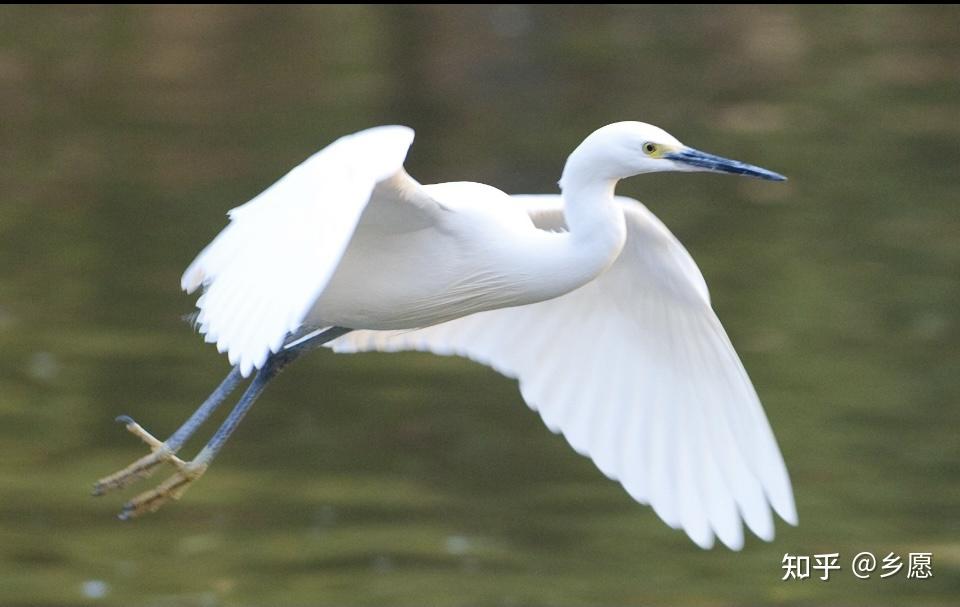 诗周颂振鹭本事辨