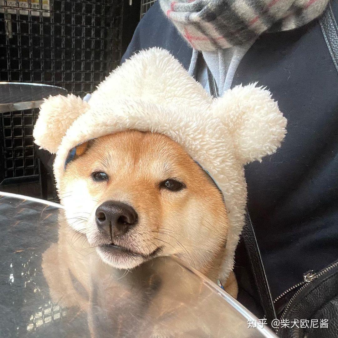 你为什么喜欢柴犬？柴犬优点大公开！ - 知乎