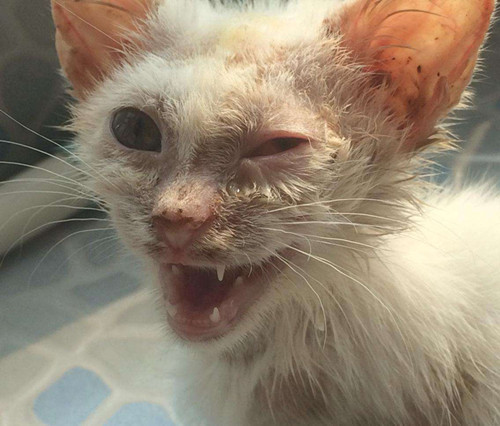 猫咪得了鼻炎,可能会致命!