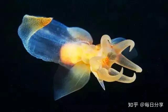魔鬼的天使——“海天使” - 知乎