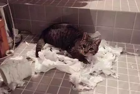 如何在家给猫做猫抓板 v2-3933a32443bb0a509a3edee3c4276d9f_1440w.jpg?source=172ae18b
