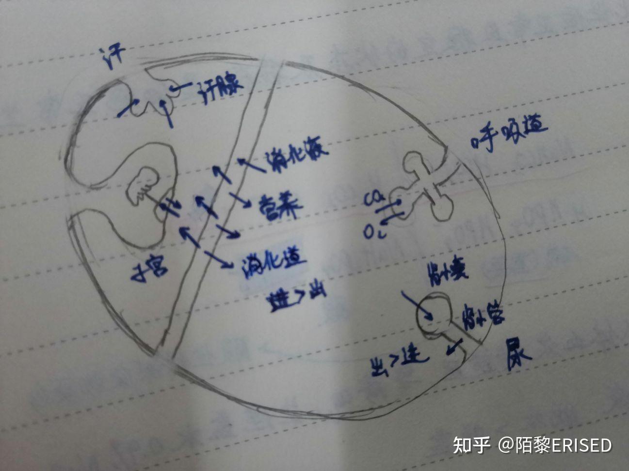 内环境图示图片