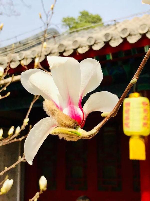 34个中国最极致的春天 你打卡过几个了 知乎