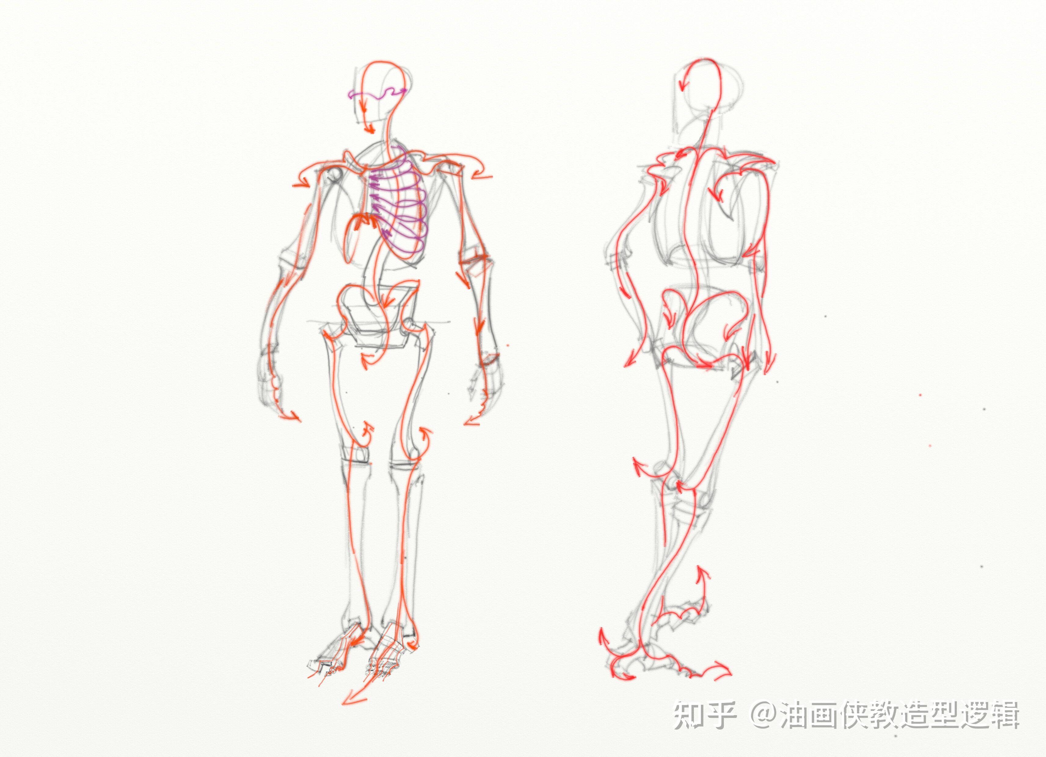 艺用解剖学习之道