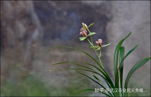 秋兰盛花期 闷热中的清爽之气 - 知乎