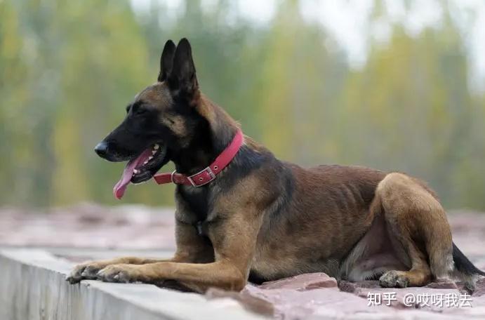 为什么马犬的“欢呼声”这么高?网友:养了就不想换狗了! - 知乎