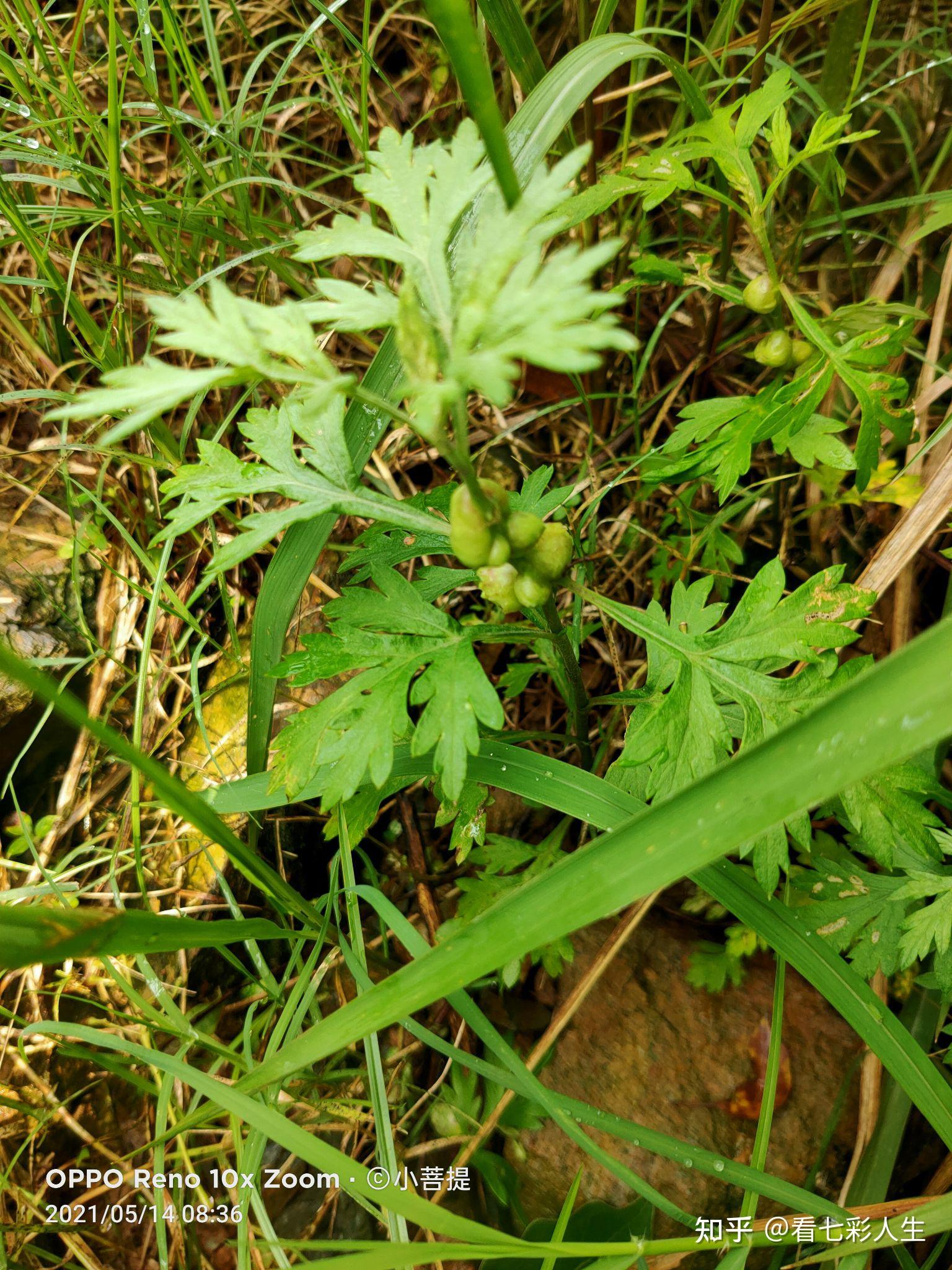 真不可思议这些艾草竟然也会长肿瘤