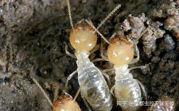 白蚁种类 知乎 