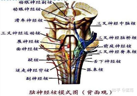 延髓腹侧面图片